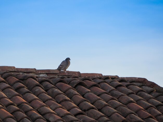 Animale dell'uccello del piccione domestico