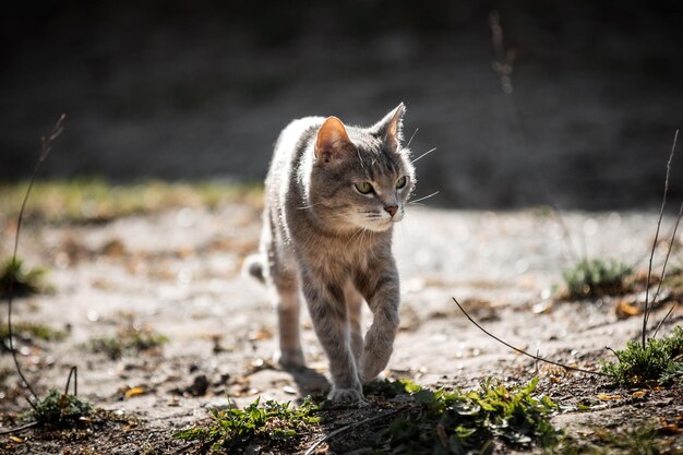 Animale della foto del gatto a strisce grigie sulla strada