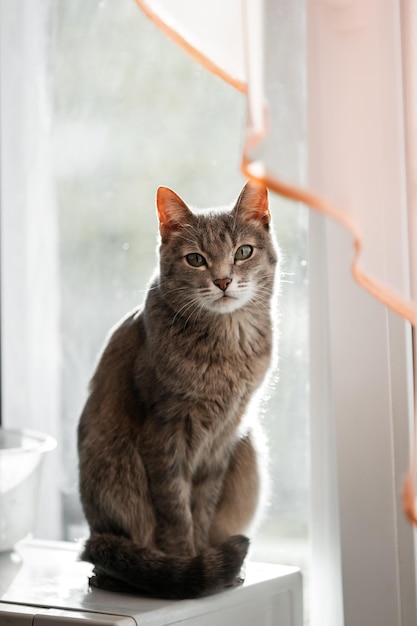 Animale della foto del gatto a strisce grigie sulla strada