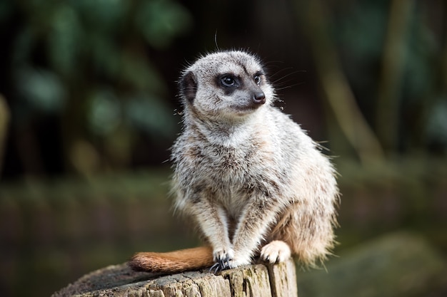 Animale di Meerkat nella giungla