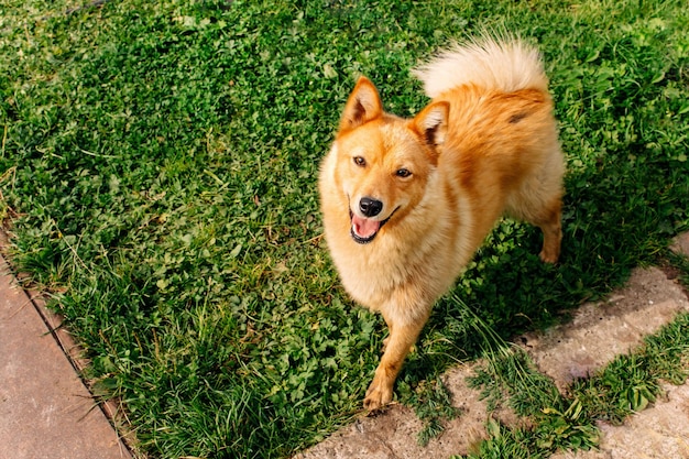 Animale domestico Cane dai capelli rossi Spitz finlandese Sfondo verde radura ed erba Servizio di caccia KareloFinnish agile cane Karelian Bear Dog