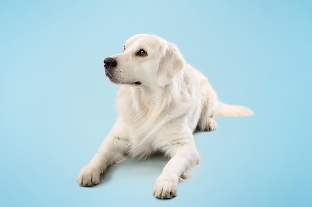 Animale domestico Cane piuttosto golden retriever sdraiato sul pavimento su sfondo blu studio che riposa e distoglie lo sguardo