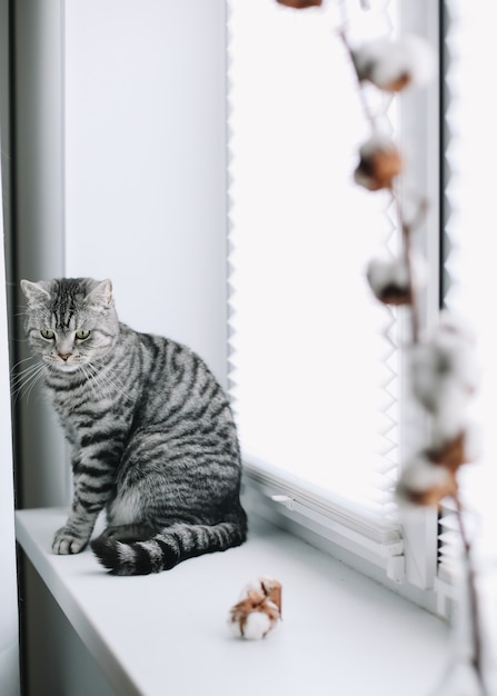 animale domestico carino gattino gatto con un aspetto divertente seduto accanto a un vaso con fiori di cotone