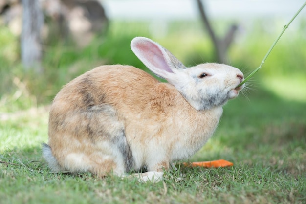 Animale domestico del coniglietto del coniglio con gli animali della priorità bassa della sfuocatura