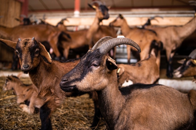 Animale domestico della capra che mangia alimento alla fattoria