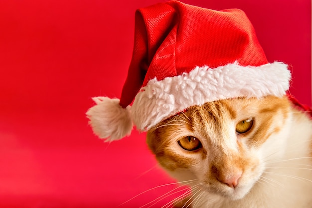 Animale domestico di Natale. Gatto giallo con berretto di Natale su sfondo rosso.