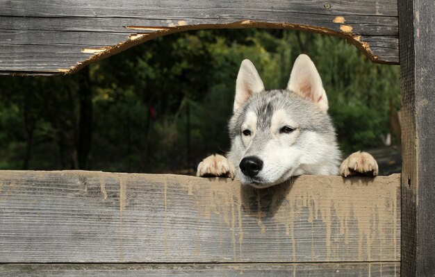 Animale domestico e animale, husky siberiano, anno del cane.