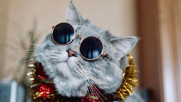 Animale domestico gatto scozzese scozzese per il nuovo anno 2022 Natale con occhiali primo piano Un animale grigio fresco celebra le vacanze