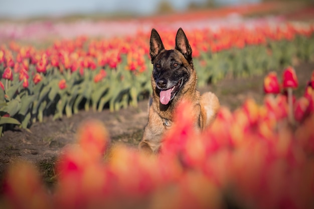 Animale domestico nel campo dei tulipani. Cane che corre. Cane di razza pastore belga. Cane malinois. Cane poliziotto.