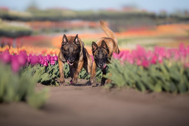 Animale domestico nel campo dei tulipani. Cane che corre. Cane di razza pastore belga. Cane malinois. Cane poliziotto.