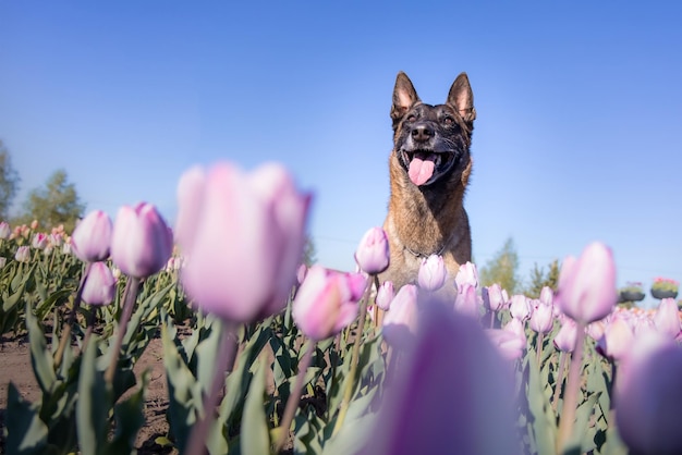 Animale domestico nel campo dei tulipani. Cane che corre. Cane di razza pastore belga. Cane malinois. Cane poliziotto.