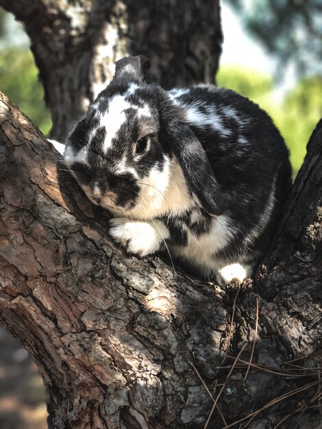 Animale domestico sveglio del coniglietto su un ramo di albero