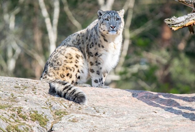 Animale grande gatto carnivoro gatto leopardo mammifero predatore leopardo delle nevi