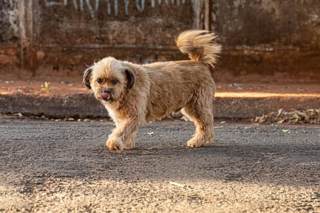 Animale mammifero cane abbandonato