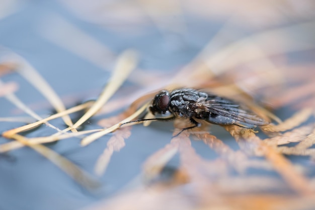 Animale morto catturato dall'acqua e dall'albero