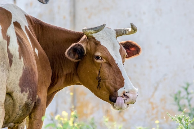 Animale mucca cornuta marrone si guardò intorno