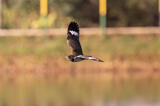 Animale Nacunda Nighthawk della specie Chordeiles nacunda in volo
