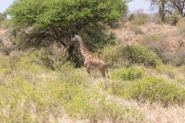 Animale nella giraffa selvatica