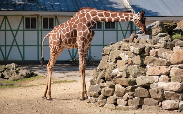 Animale nello zoo di Amsterdam