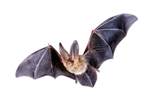 animale pipistrello