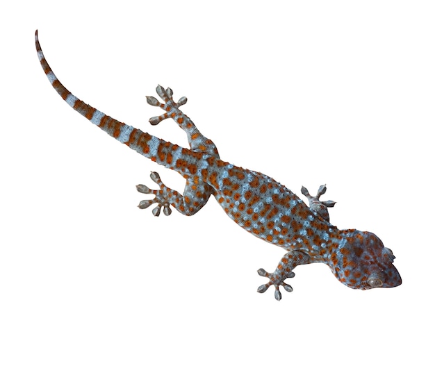 Animale rettile Gekko con sfondo bianco.