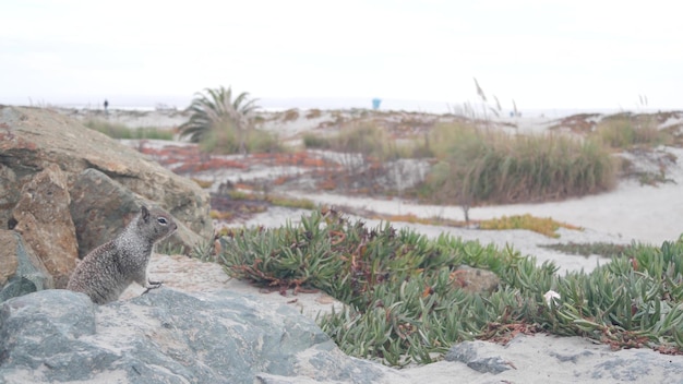 Animale roditore scoiattolo di terra californiano sulla spiaggia di sabbia succulente piante di ghiaccio