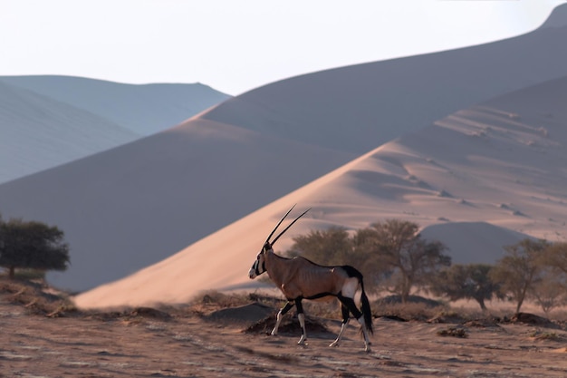 Animale selvatico africano Lonely Oryx cammina attraverso il deserto del Namib