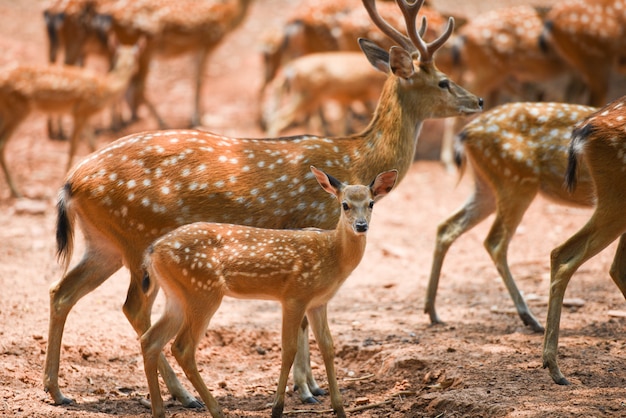 Animale selvatico macchiato del cervo nel parco nazionale - altri nomi Chital, Cheetal, cervo dell&#39;Asse