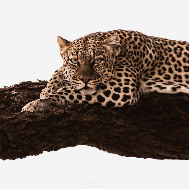 animale selvatico pericolo ghepardo leopardo natura