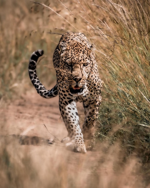 animale selvatico pericolo ghepardo leopardo natura