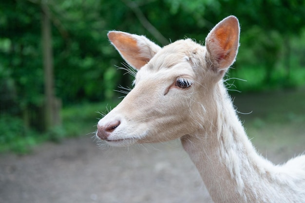 Animale selvatico testa di giovane cervo giovane all'aperto