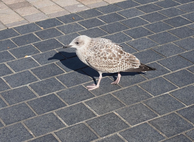 Animale uccello giovane gabbiano