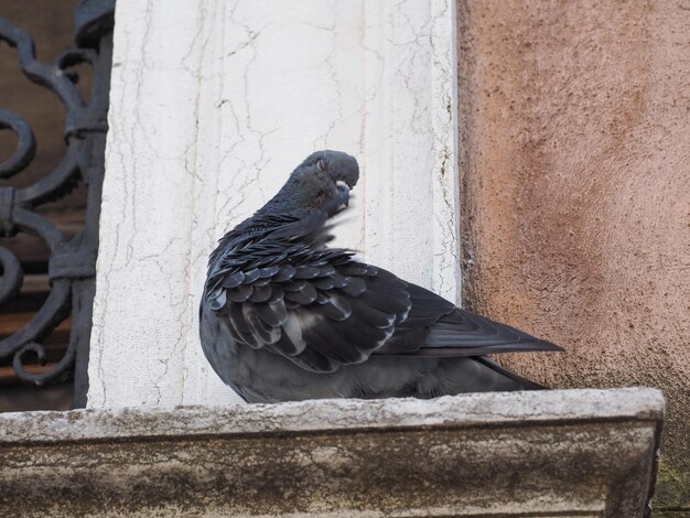 Animale uccello piccione