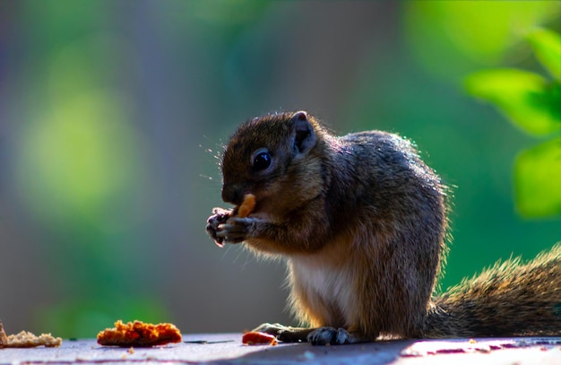 Animali africani selvaggi Il piccolo scoiattolo grigio mangia il muffin dolce