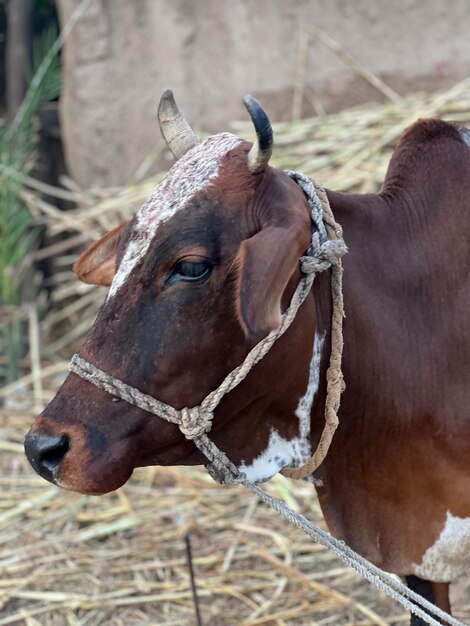 Animali che mangiano schifo