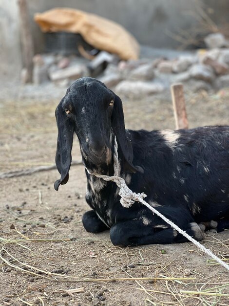 Animali che mangiano schifo