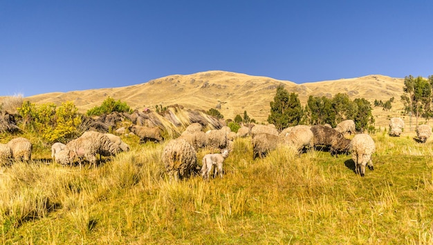 animali con erba gialla con montagne lontane e cielo blu a yanaoca, cusco, perù