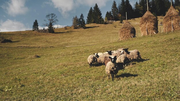 Animali da fattoria mangiano l'erba nei pascoli di montagna paesaggio naturale rurale aereo pecore divertenti agnelli