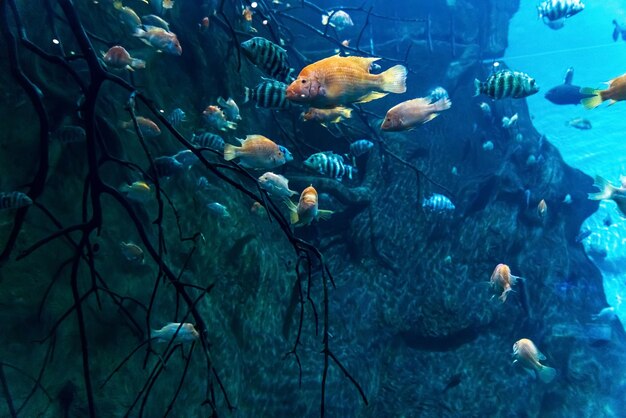 Animali del mondo marino sottomarino Ecosistema Pesci tropicali multicolori Vita in una barriera corallina Foto di alta qualità