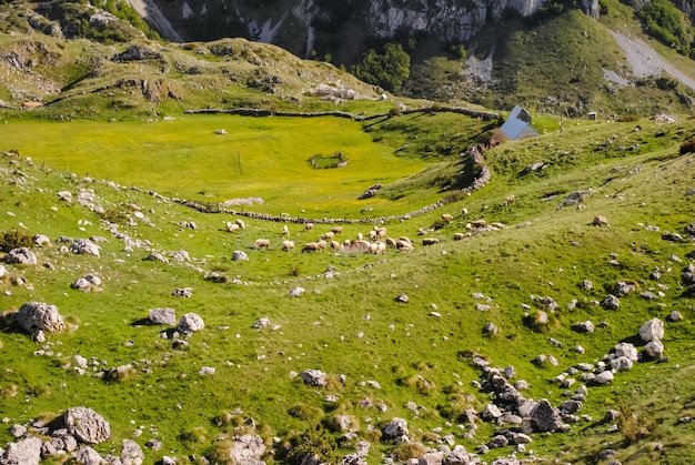 Animali del nord del Montenegro sulla strada