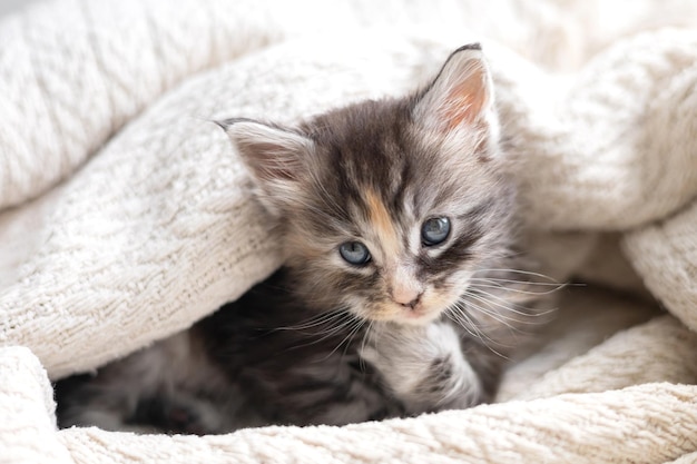 Animali domestici carino piccolo maine coon alleva gattino sta lavando in una coperta lavorata a maglia Pet Care