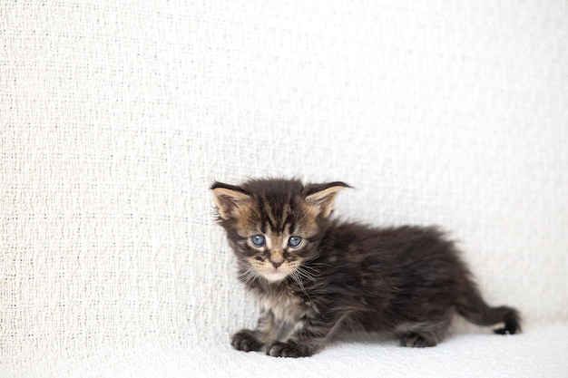 Animali domestici carino piccolo maine coon razze gattino è seduto su una coperta lavorata a maglia Pet Care