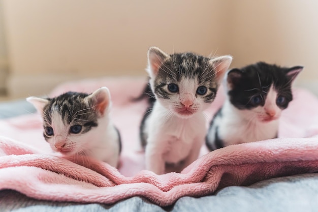 Animali domestici concetto tre giovani e adorabili gattini su una morbida coperta rosa posto all'interno su