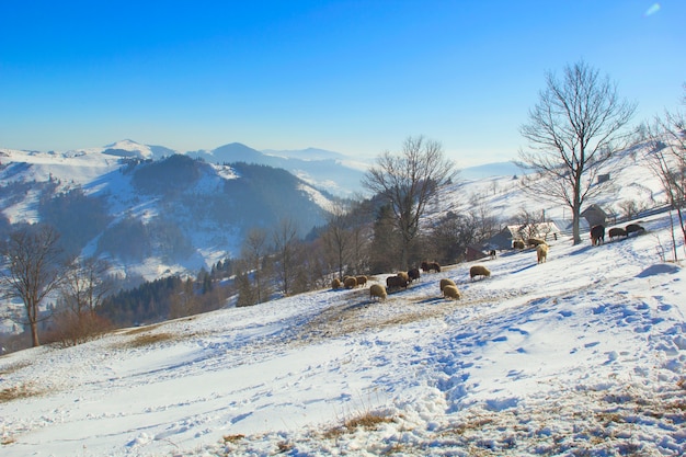 Animali domestici in inverno in montagna.