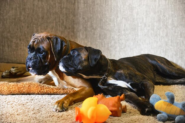 Animali domestici in un ambiente accogliente, una coppia di cani della razza boxer tedesca