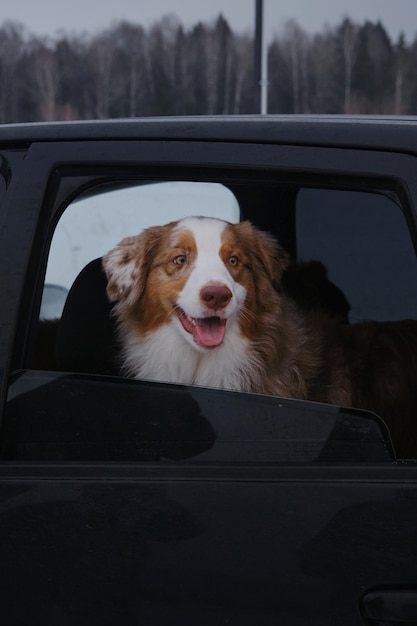 Animali domestici in vacanza concetto Pastore australiano cane seduto sul sedile posteriore dell'auto