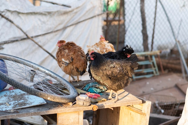 Animali domestici nel villaggio Pollo nel villaggio