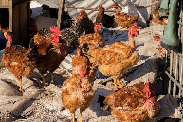 Animali domestici nel villaggio Pollo nel villaggio