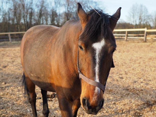 Animali e paesaggio rurale Ritratto del primo piano di un cavallo marrone Regione di Leningrado Russia