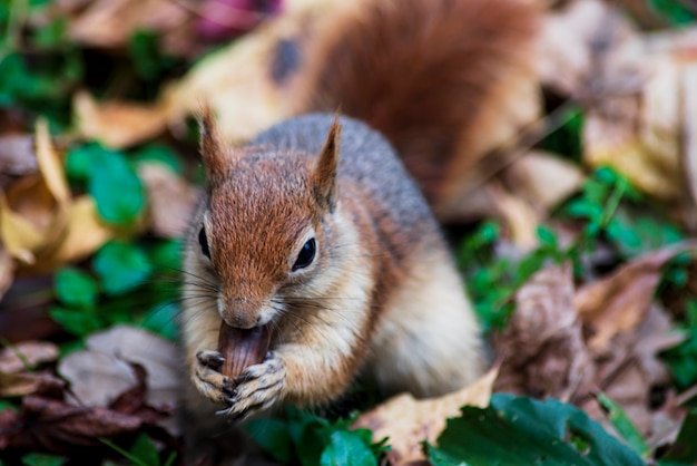 Animali erbivori conigli scoiattoli cavalli antilopi